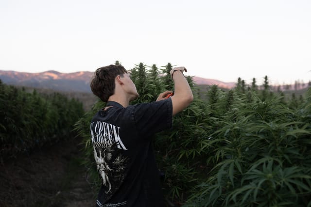 A grower inspecting tall cannabis plants in an outdoor field with mountains behind