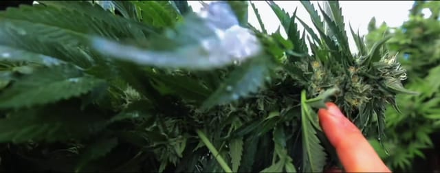 Close-up of a flowering cannabis plant outdoors