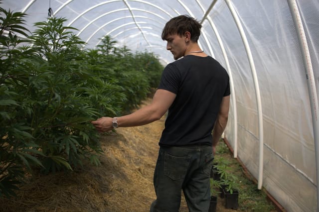 A grower tending tall cannabis plants inside a hoop greenhouse