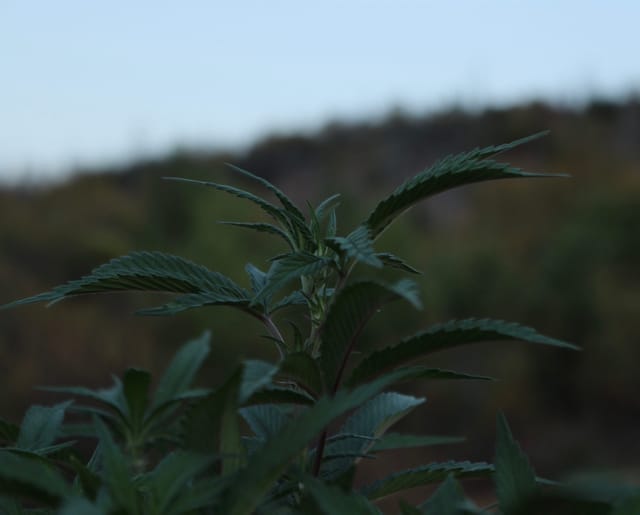 A cannabis plant on the hillside at dusk