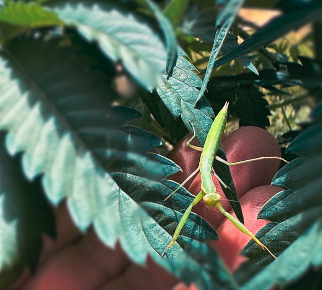 A praying mantis resting on a hand at the farm