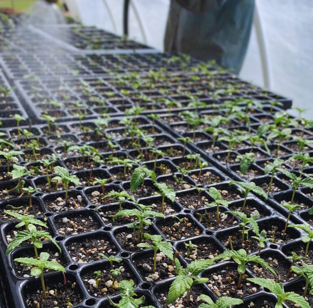 Seedling trays being watered in the greenhouse
