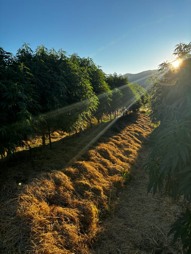 Sunrise over mulched rows between trees on the farm