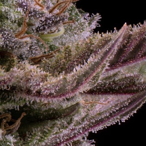 Close-up of trichomes on a purple-hued flower