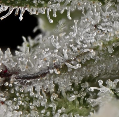 Close-up of frosty white trichomes on a flower